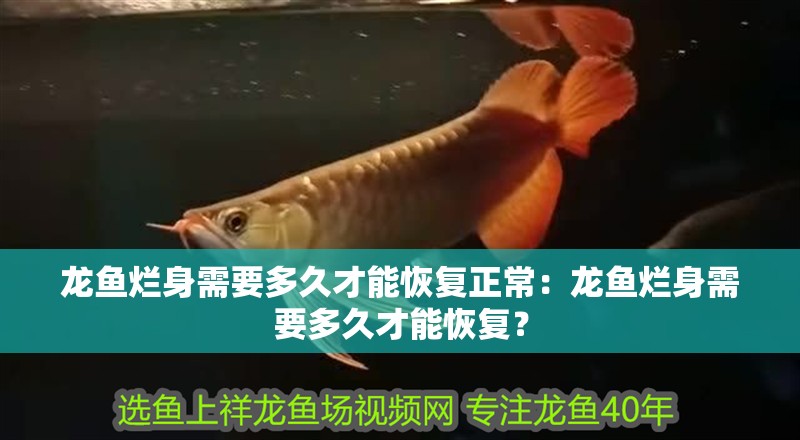 龍魚爛身需要多久才能恢復正常：龍魚爛身需要多久才能恢復？