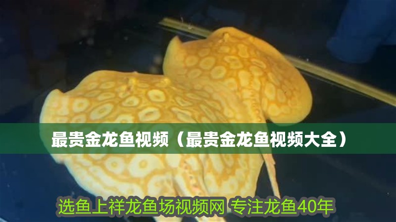 最貴金龍魚視頻（最貴金龍魚視頻大全）