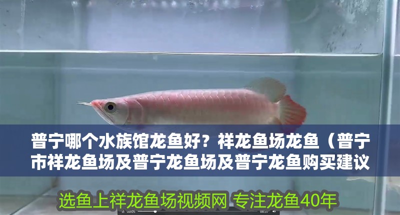 普寧哪個水族館龍魚好？祥龍魚場龍魚（普寧市祥龍魚場及普寧龍魚場及普寧龍魚購買建議） 普寧哪個水族館龍魚好？祥龍魚場龍魚（普寧市祥龍魚場及普寧龍魚場及普寧龍魚購買建議） 龍魚百科