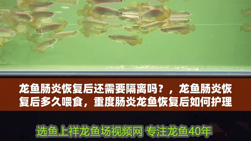 龍魚腸炎恢復(fù)后還需要隔離嗎？，龍魚腸炎恢復(fù)后多久喂食，重度腸炎龍魚恢復(fù)后如何護理？ 龍魚腸炎恢復(fù)后還需要隔離嗎？，龍魚腸炎恢復(fù)后多久喂食，重度腸炎龍魚恢復(fù)后如何護理？ 龍魚百科