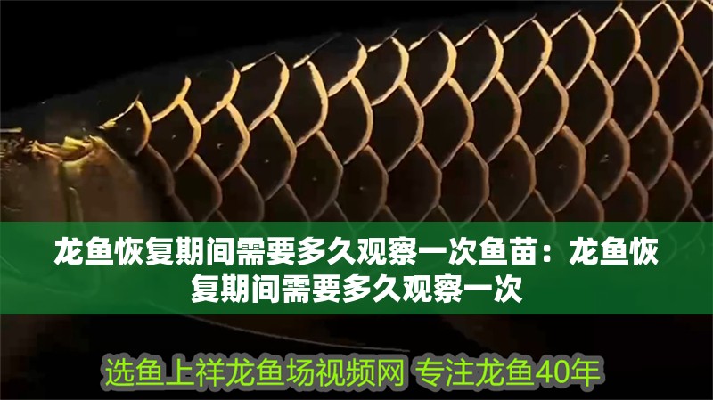 魚缸用增氧泵價格是多少:魚缸增氧機-xtrac增氧機-xtrac增氧機 龍魚恢復期間需要多久觀察一次魚苗:龍魚恢復期間需要多久觀察一次 水族問答 龍魚恢復期間需要多久觀察一次魚苗:龍魚恢復期間需要多久觀察一次 龍魚恢復期間需要多久觀察一次魚苗:龍魚恢復期間需要多久觀察一次 水族問答