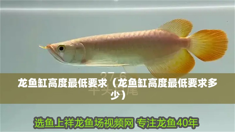 鸚鵡魚和銀龍魚混養怎樣喂食 龍魚缸高度最低要求(龍魚缸高度最低要求多少) 觀賞魚百科 龍魚缸高度最低要求(龍魚缸高度最低要求多少) 龍魚缸高度最低要求(龍魚缸高度最低要求多少) 觀賞魚百科