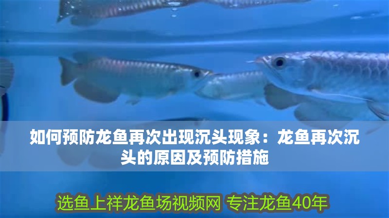 如何預防龍魚再次出現沉頭現象：龍魚再次沉頭的原因及預防措施