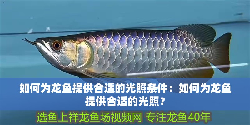 如何為龍魚提供合適的光照條件：如何為龍魚提供合適的光照？ 如何為龍魚提供合適的光照條件：如何為龍魚提供合適的光照？ 水族問答