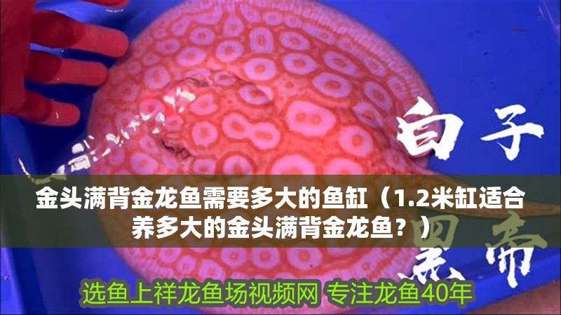 金頭滿背金龍魚需要多大的魚缸（1.2米缸適合養多大的金頭滿背金龍魚？）