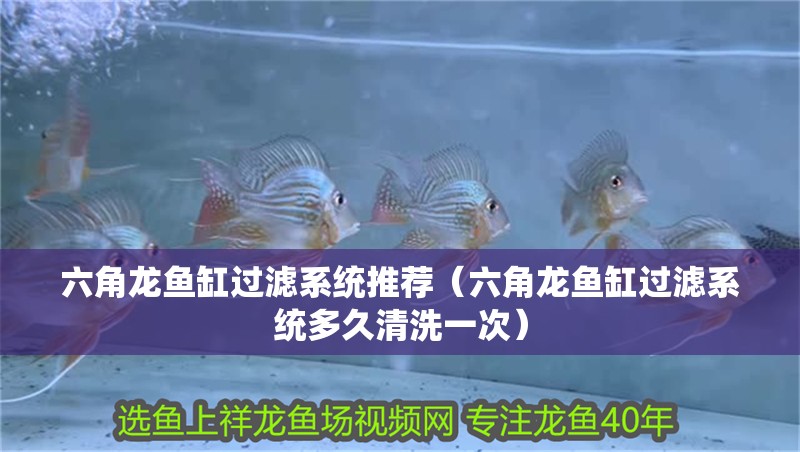 六角龍魚缸過濾系統(tǒng)推薦（六角龍魚缸過濾系統(tǒng)多久清洗一次） 六角龍魚缸過濾系統(tǒng)推薦（六角龍魚缸過濾系統(tǒng)多久清洗一次） 龍魚百科