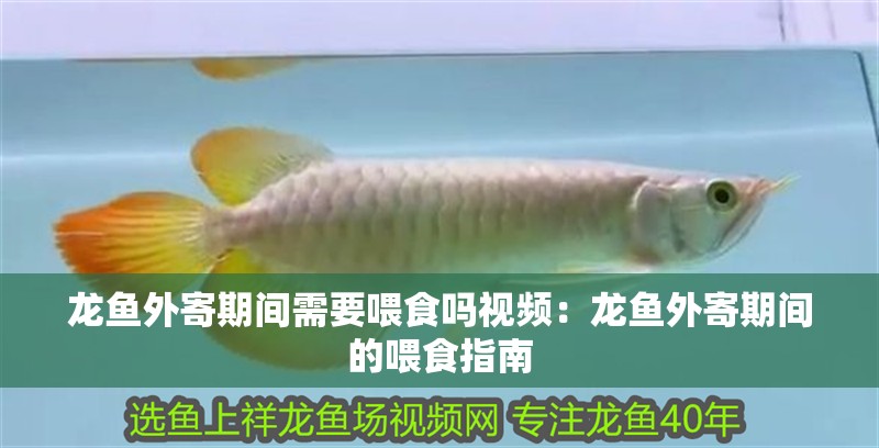 龍魚外寄期間需要喂食嗎視頻：龍魚外寄期間的喂食指南