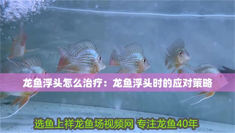 龍魚浮頭怎么治療：龍魚浮頭時(shí)的應(yīng)對(duì)策略