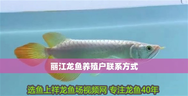 麗江龍魚養殖戶聯系方式