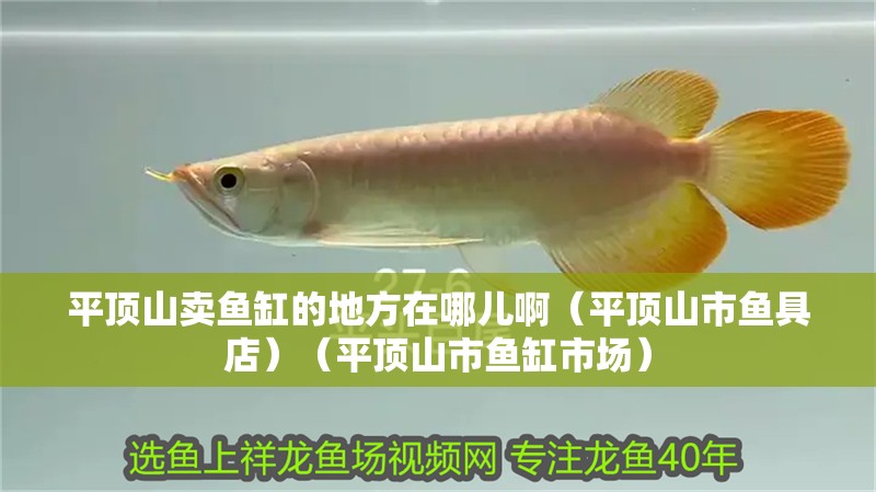 平頂山賣魚缸的地方在哪兒啊（平頂山市魚具店）（平頂山市魚缸市場）