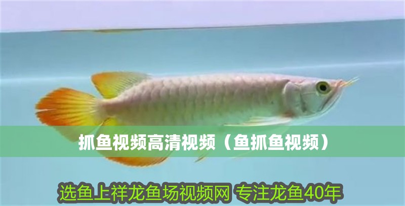 魚缸用增氧泵價格是多少:魚缸增氧機-xtrac增氧機-xtrac增氧機 抓魚視頻高清視頻(魚抓魚視頻) 觀賞魚百科 抓魚視頻高清視頻(魚抓魚視頻) 抓魚視頻高清視頻(魚抓魚視頻) 觀賞魚百科