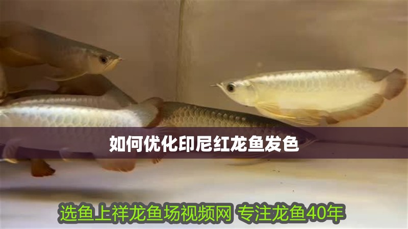 紅龍魚用黃燈烤有用嗎 如何優化印尼紅龍魚發色 龍魚百科 如何優化印尼紅龍魚發色 如何優化印尼紅龍魚發色 龍魚百科