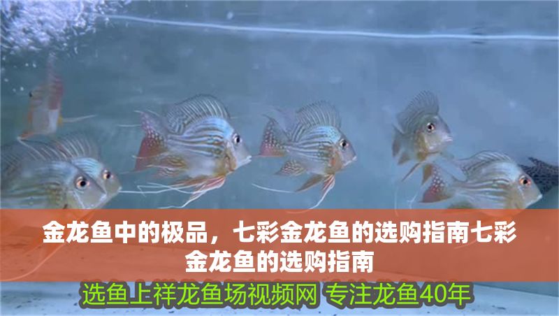金龍魚中的極品，七彩金龍魚的選購指南七彩金龍魚的選購指南 金龍魚中的極品，七彩金龍魚的選購指南七彩金龍魚的選購指南 龍魚百科 第6張