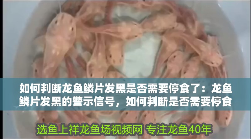 如何判斷龍魚鱗片發(fā)黑是否需要停食了：龍魚鱗片發(fā)黑的警示信號(hào)，如何判斷是否需要停食？