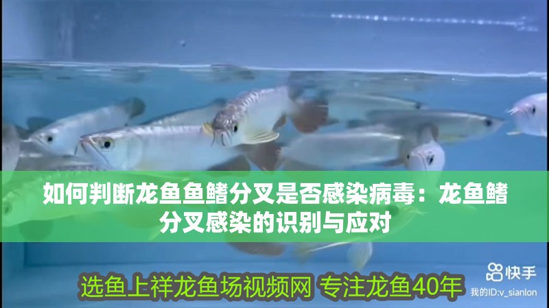 如何判斷龍魚魚鰭分叉是否感染病毒：龍魚鰭分叉感染的識別與應對