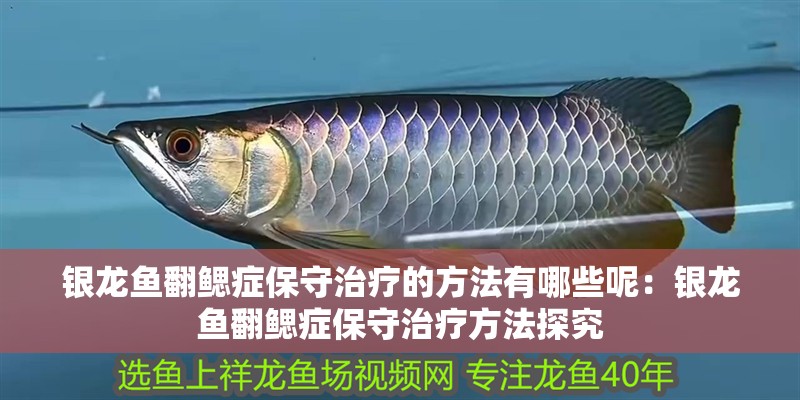 銀龍魚翻鰓癥保守治療的方法有哪些呢：銀龍魚翻鰓癥保守治療方法探究