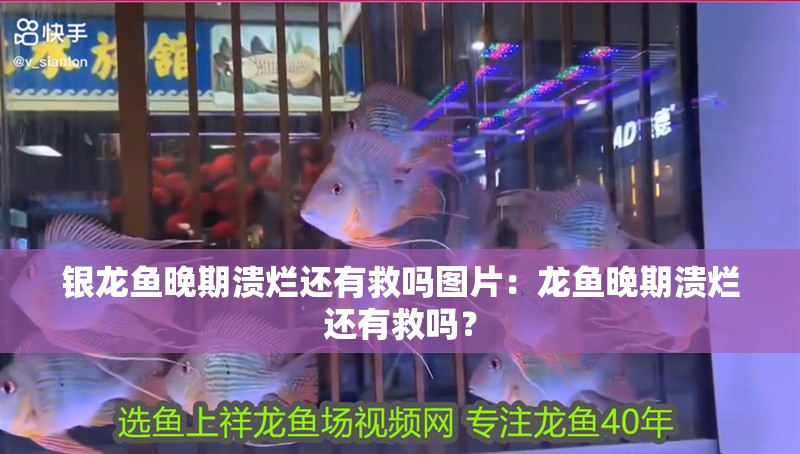 銀龍魚晚期潰爛還有救嗎圖片：龍魚晚期潰爛還有救嗎？