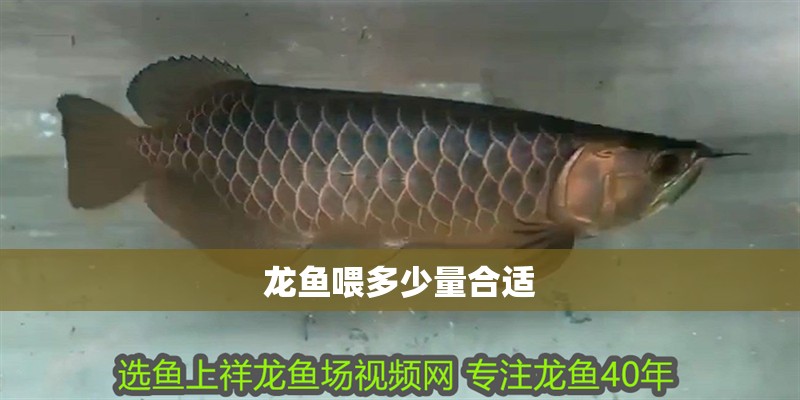 龍魚喂多少量合適