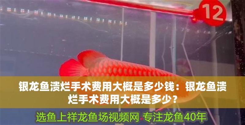 銀龍魚潰爛手術(shù)費(fèi)用大概是多少錢：銀龍魚潰爛手術(shù)費(fèi)用大概是多少？