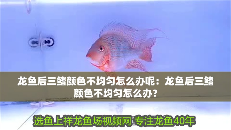 龍魚后三鰭顏色不均勻怎么辦呢：龍魚后三鰭顏色不均勻怎么辦？