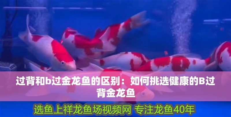 過背和b過金龍魚的區別：如何挑選健康的B過背金龍魚 過背和b過金龍魚的區別：如何挑選健康的B過背金龍魚 水族問答