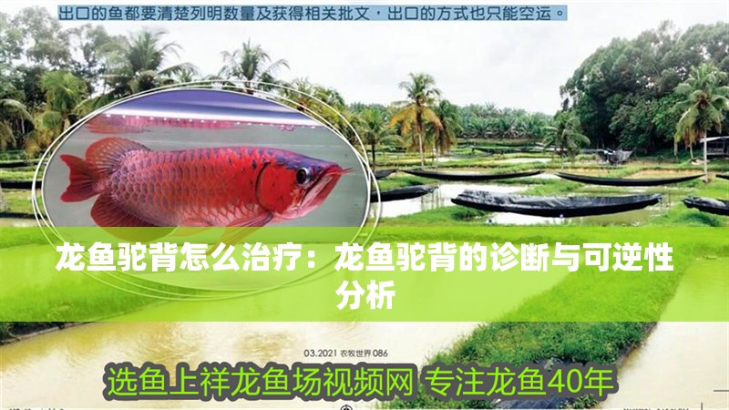 龍魚駝背怎么治療：龍魚駝背的診斷與可逆性分析