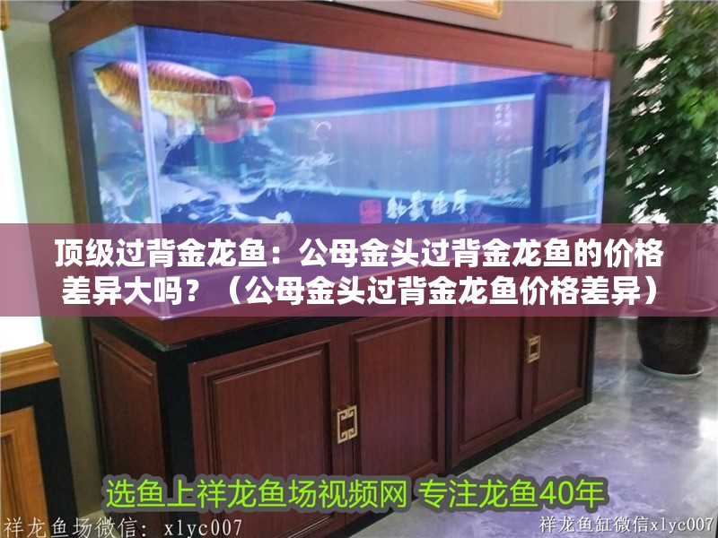 頂級過背金龍魚：公母金頭過背金龍魚的價格差異大嗎？（公母金頭過背金龍魚價格差異）