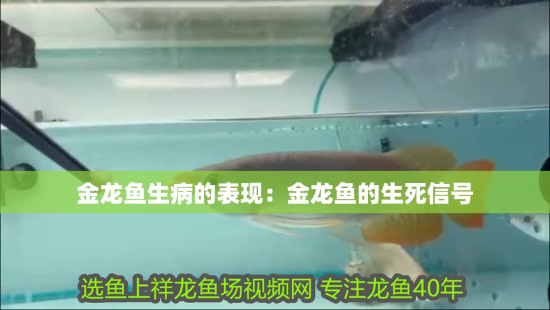 金龍魚生病的表現(xiàn)：金龍魚的生死信號
