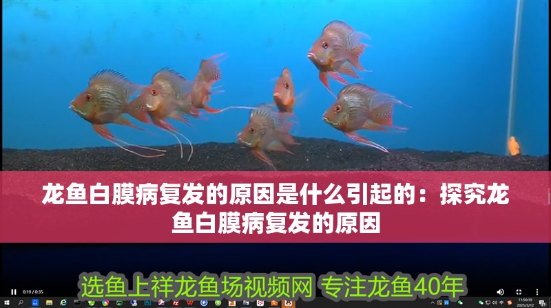 龍魚白膜病復發的原因是什么引起的：探究龍魚白膜病復發的原因