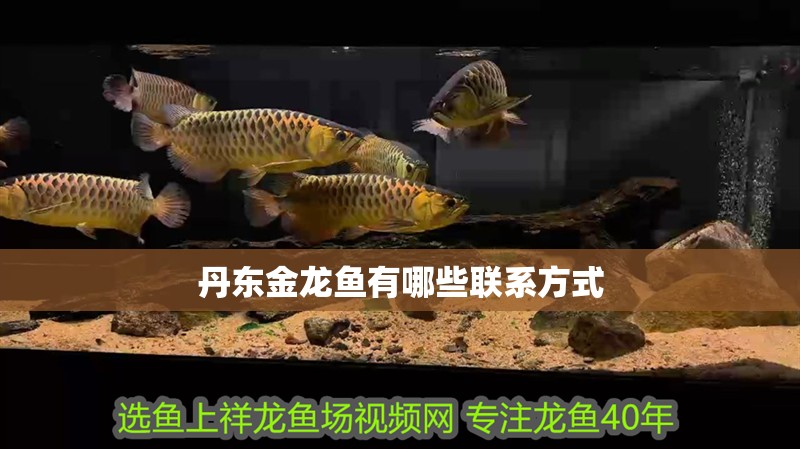 丹東金龍魚有哪些聯系方式