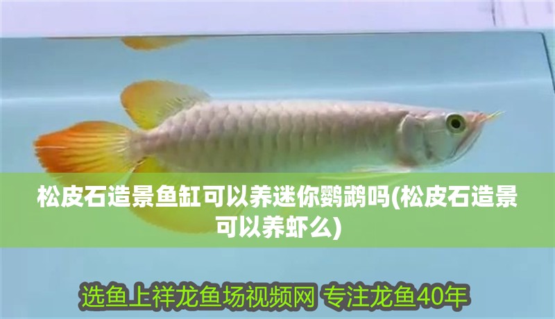 松皮石造景魚缸可以養(yǎng)迷你鸚鵡嗎(松皮石造景可以養(yǎng)蝦么)
