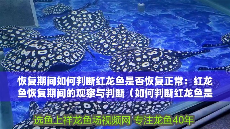 恢復期間如何判斷紅龍魚是否恢復正常：紅龍魚恢復期間的觀察與判斷（如何判斷紅龍魚是否已經恢復正常）