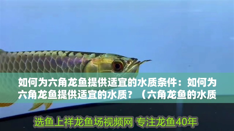 如何為六角龍魚提供適宜的水質條件：如何為六角龍魚提供適宜的水質？（六角龍魚的水質管理）