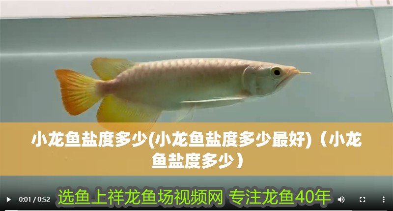 小龍魚鹽度多少(小龍魚鹽度多少最好)（小龍魚鹽度多少）