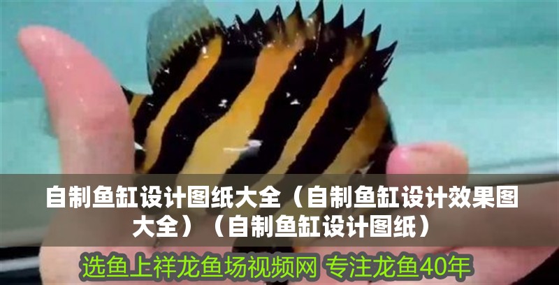 龍魚干蝦有營養嗎 自制魚缸設計圖紙大全(自制魚缸設計效果圖大全)(自制魚缸設計圖紙) 觀賞魚百科 自制魚缸設計圖紙大全(自制魚缸設計效果圖大全)(自制魚缸設計圖紙) 自制魚缸設計圖紙大全(自制魚缸設計效果圖大全)(自制魚缸設計圖紙) 觀賞魚百科