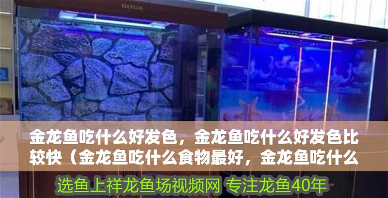 金龍魚吃什么好發色，金龍魚吃什么好發色比較快（金龍魚吃什么食物最好，金龍魚吃什么上色快金龍魚上色快）