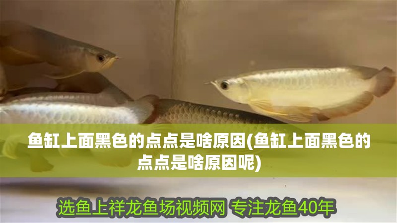 魚(yú)缸上面黑色的點(diǎn)點(diǎn)是啥原因(魚(yú)缸上面黑色的點(diǎn)點(diǎn)是啥原因呢)