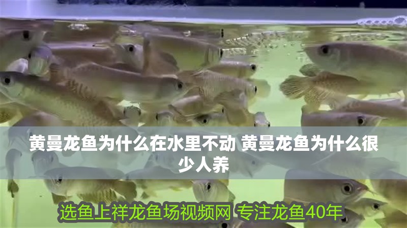 魚缸用增氧泵價格是多少:魚缸增氧機-xtrac增氧機-xtrac增氧機 黃曼龍魚為什么在水里不動 黃曼龍魚為什么很少人養 觀賞魚百科 黃曼龍魚為什么在水里不動 黃曼龍魚為什么很少人養 黃曼龍魚為什么在水里不動 黃曼龍魚為什么很少人養 觀賞魚百科