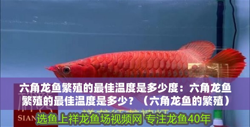 六角龍魚繁殖的最佳溫度是多少度：六角龍魚繁殖的最佳溫度是多少？（六角龍魚的繁殖）