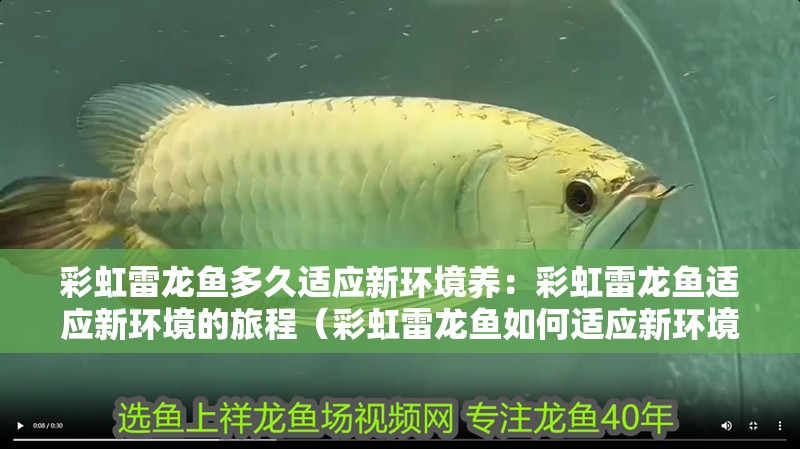 彩虹雷龍魚(yú)多久適應(yīng)新環(huán)境養(yǎng)：彩虹雷龍魚(yú)適應(yīng)新環(huán)境的旅程（彩虹雷龍魚(yú)如何適應(yīng)新環(huán)境）