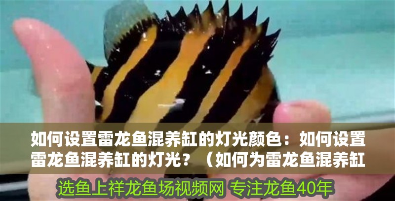 如何設置雷龍魚混養缸的燈光顏色：如何設置雷龍魚混養缸的燈光？（如何為雷龍魚混養缸設置合適的燈光）