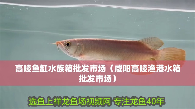 高陵魚缸水族箱批發(fā)市場（咸陽高陵漁港水箱批發(fā)市場） 高陵魚缸水族箱批發(fā)市場（咸陽高陵漁港水箱批發(fā)市場） 觀賞魚百科