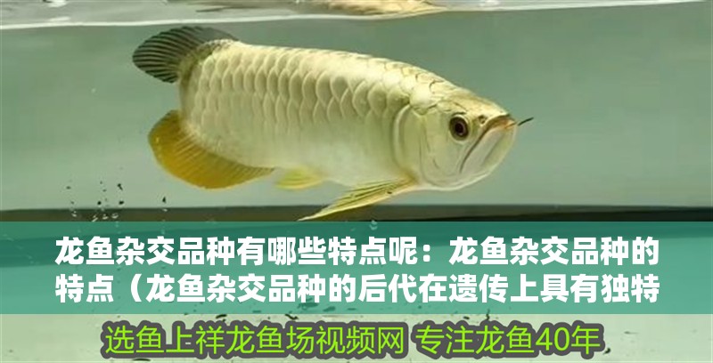 龍魚雜交品種有哪些特點(diǎn)呢：龍魚雜交品種的特點(diǎn)（龍魚雜交品種的后代在遺傳上具有獨(dú)特的特點(diǎn)）