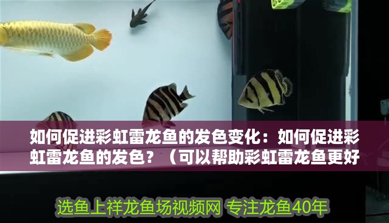 如何促進(jìn)彩虹雷龍魚(yú)的發(fā)色變化：如何促進(jìn)彩虹雷龍魚(yú)的發(fā)色？（可以幫助彩虹雷龍魚(yú)更好地產(chǎn)生色彩）