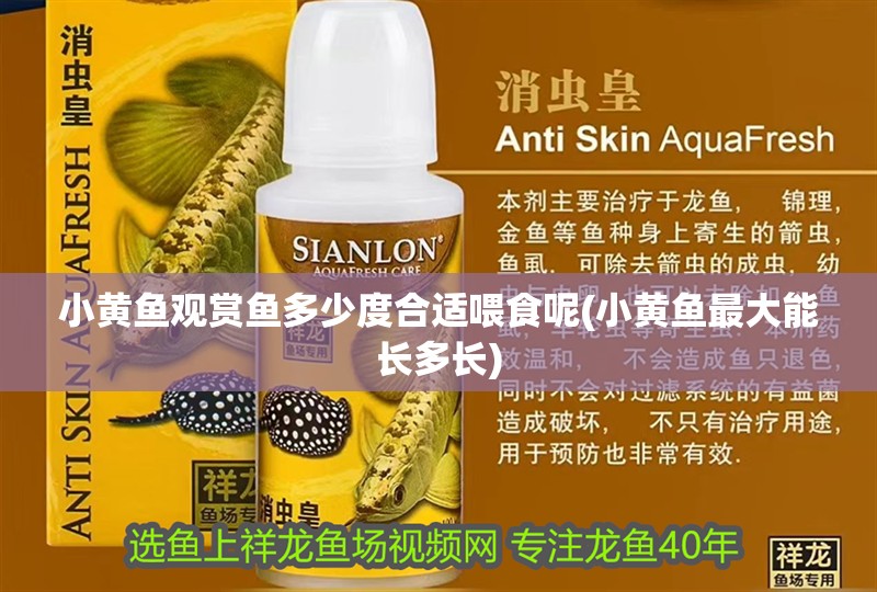 小黃魚觀賞魚多少度合適喂食呢(小黃魚最大能長(zhǎng)多長(zhǎng))