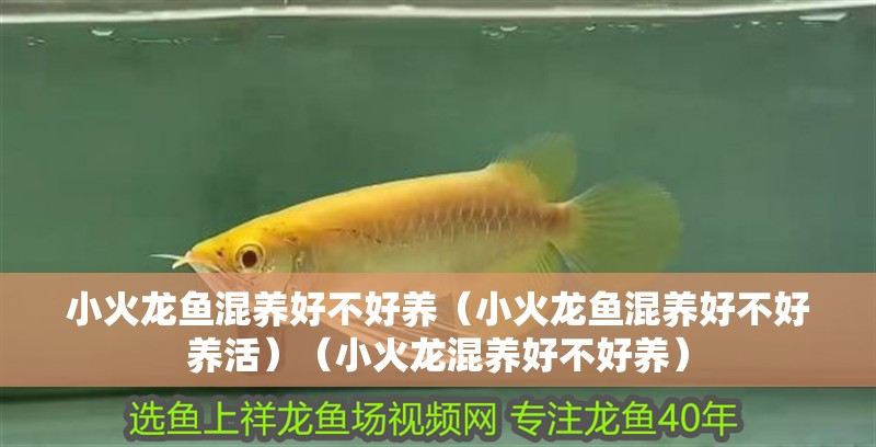 小火龍魚混養好不好養（小火龍魚混養好不好養活）（小火龍混養好不好養） 小火龍魚混養好不好養（小火龍魚混養好不好養活）（小火龍混養好不好養） 觀賞魚百科