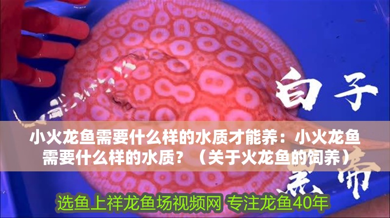 小火龍魚需要什么樣的水質才能養：小火龍魚需要什么樣的水質？（關于火龍魚的飼養）