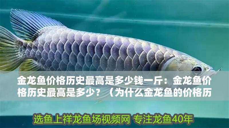 金龍魚價格歷史最高是多少錢一斤：金龍魚價格歷史最高是多少？（為什么金龍魚的價格歷史最高？） 金龍魚價格歷史最高是多少錢一斤：金龍魚價格歷史最高是多少？（為什么金龍魚的價格歷史最高？） 水族問答