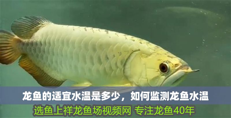 龍魚的適宜水溫是多少，如何監測龍魚水溫