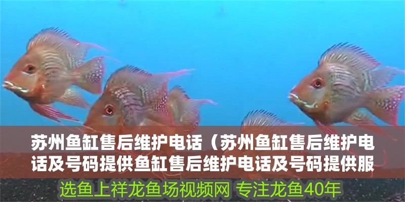 魚缸造景先放沙還是先放水(魚缸造景先鋪沙還是先放石頭) 蘇州魚缸售后維護電話(蘇州魚缸售后維護電話及號碼提供魚缸售后維護電話及號碼提供服務) 觀賞魚百科 蘇州魚缸售后維護電話(蘇州魚缸售后維護電話及號碼提供魚缸售后維護電話及號碼提供服務) 蘇州魚缸售后維護電話(蘇州魚缸售后維護電話及號碼提供魚缸售后維護電話及號碼提供服務) 觀賞魚百科